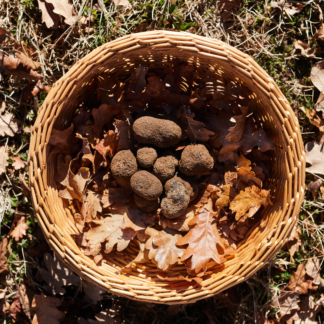 Truffle Blog (2).png