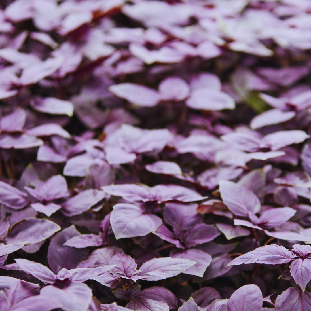 Close-up of purple basil leaves covering the ground.