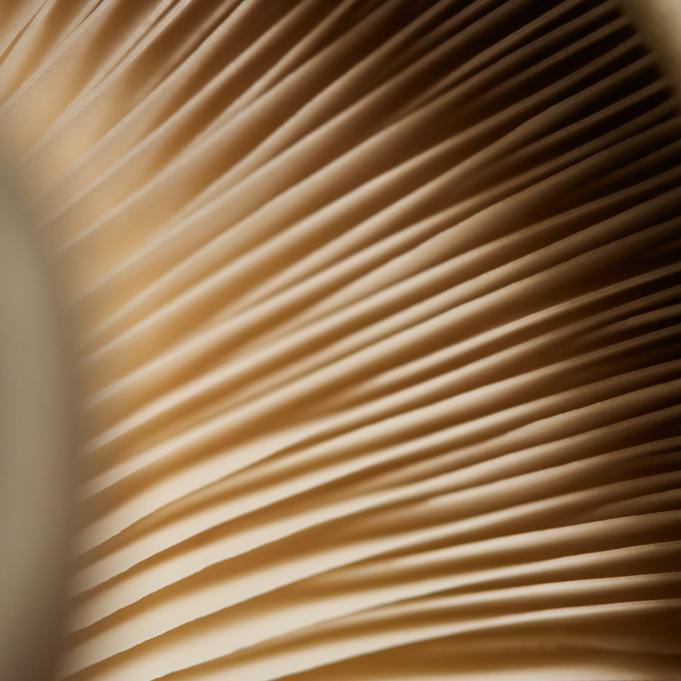 Close-up of an open book showing pages with visible folds and creases.