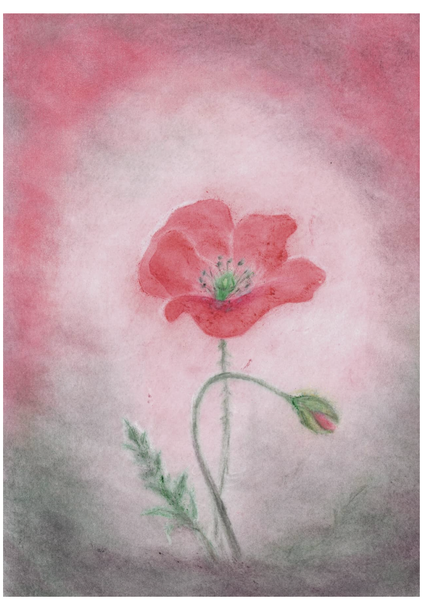 postcards, watercolor, poppy