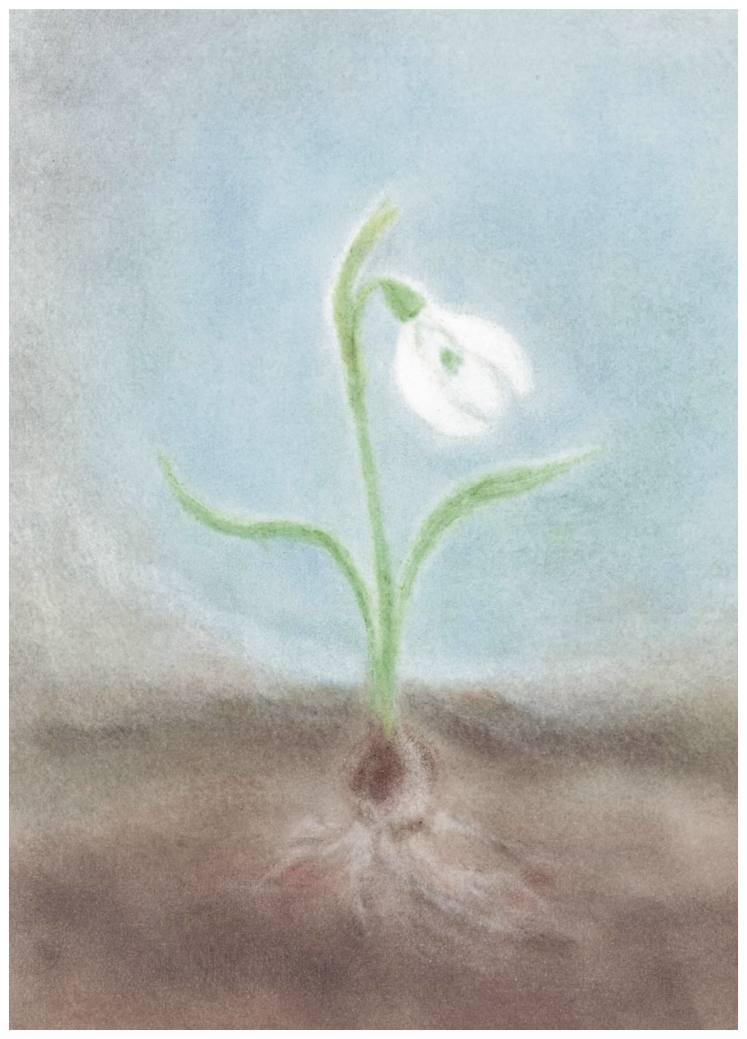postcards, watercolor,  snowdrop