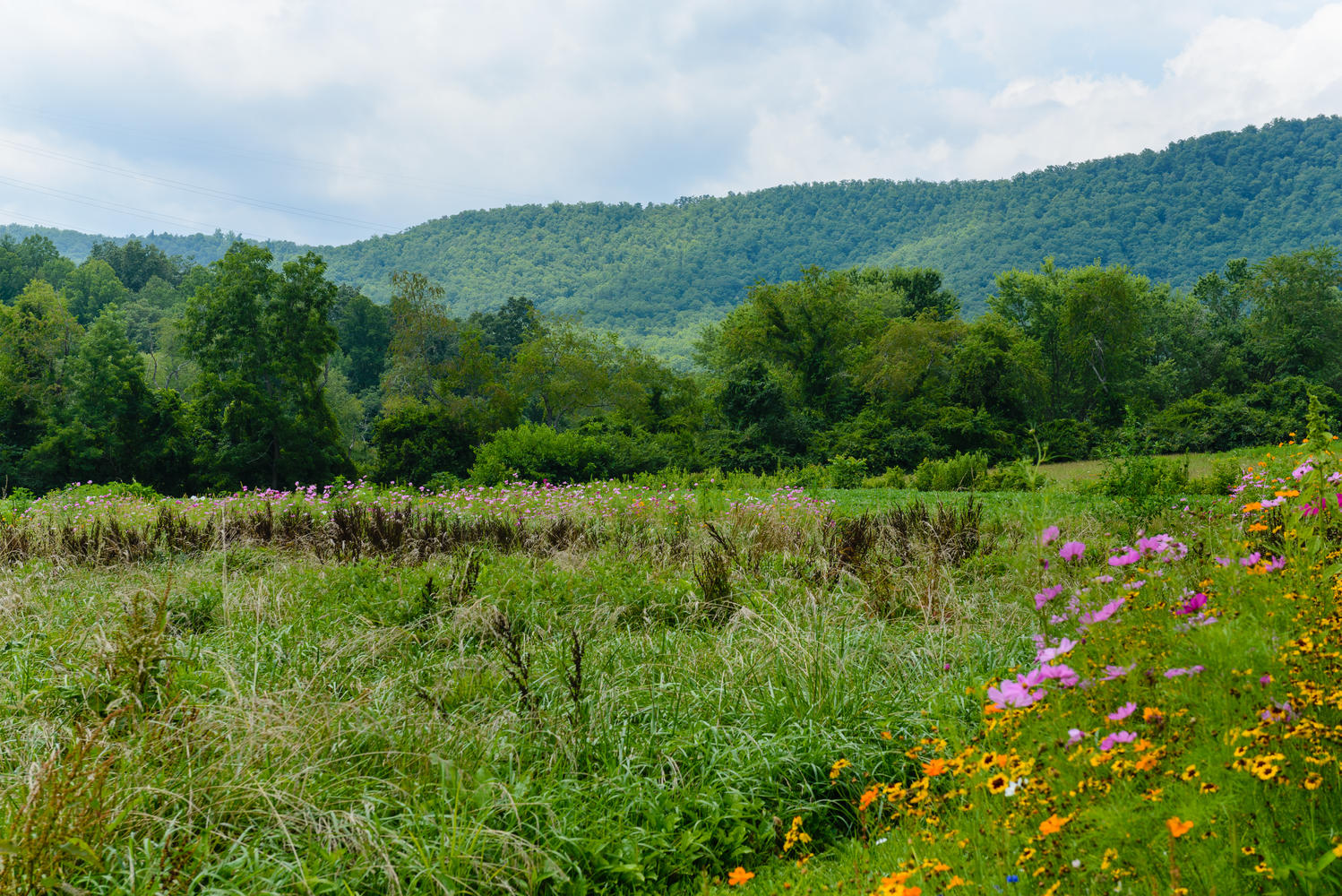 80 Forge Valley Dr Mills River-large-004-2-Land-1498x1000-72dpi.jpg