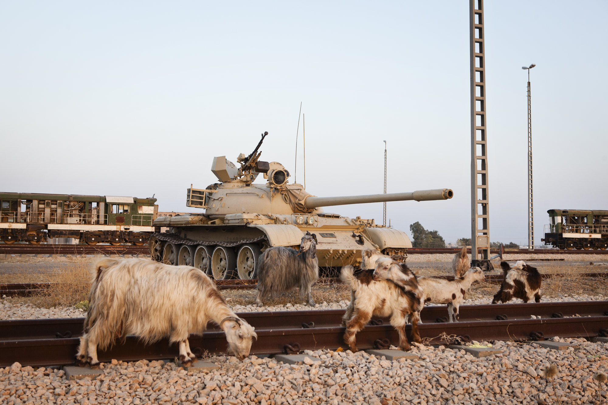  Goats roam a Peshmerga base. 