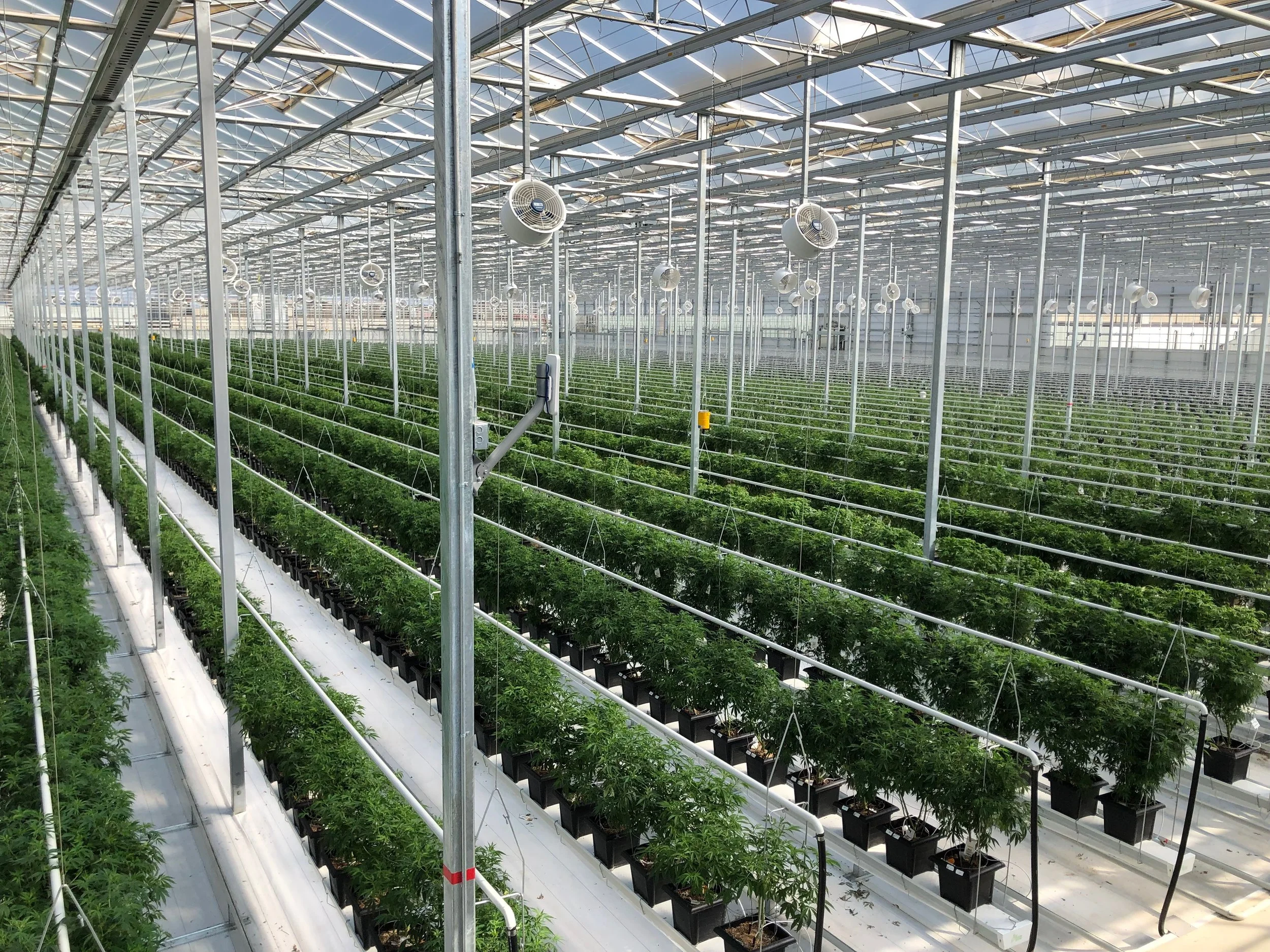 Aphria_Greenhouse (2).jpeg