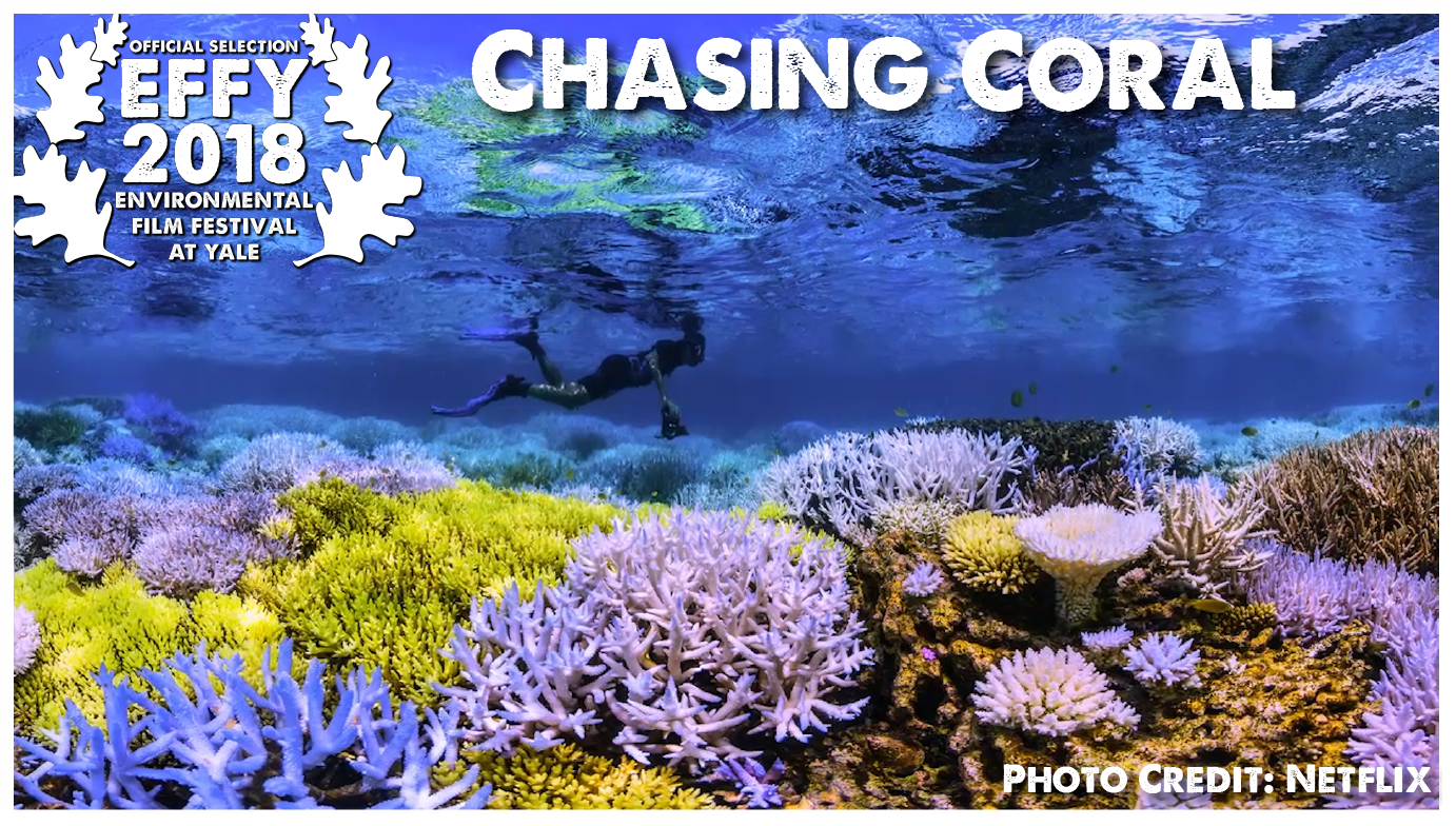 Chasing Coral Selection.png
