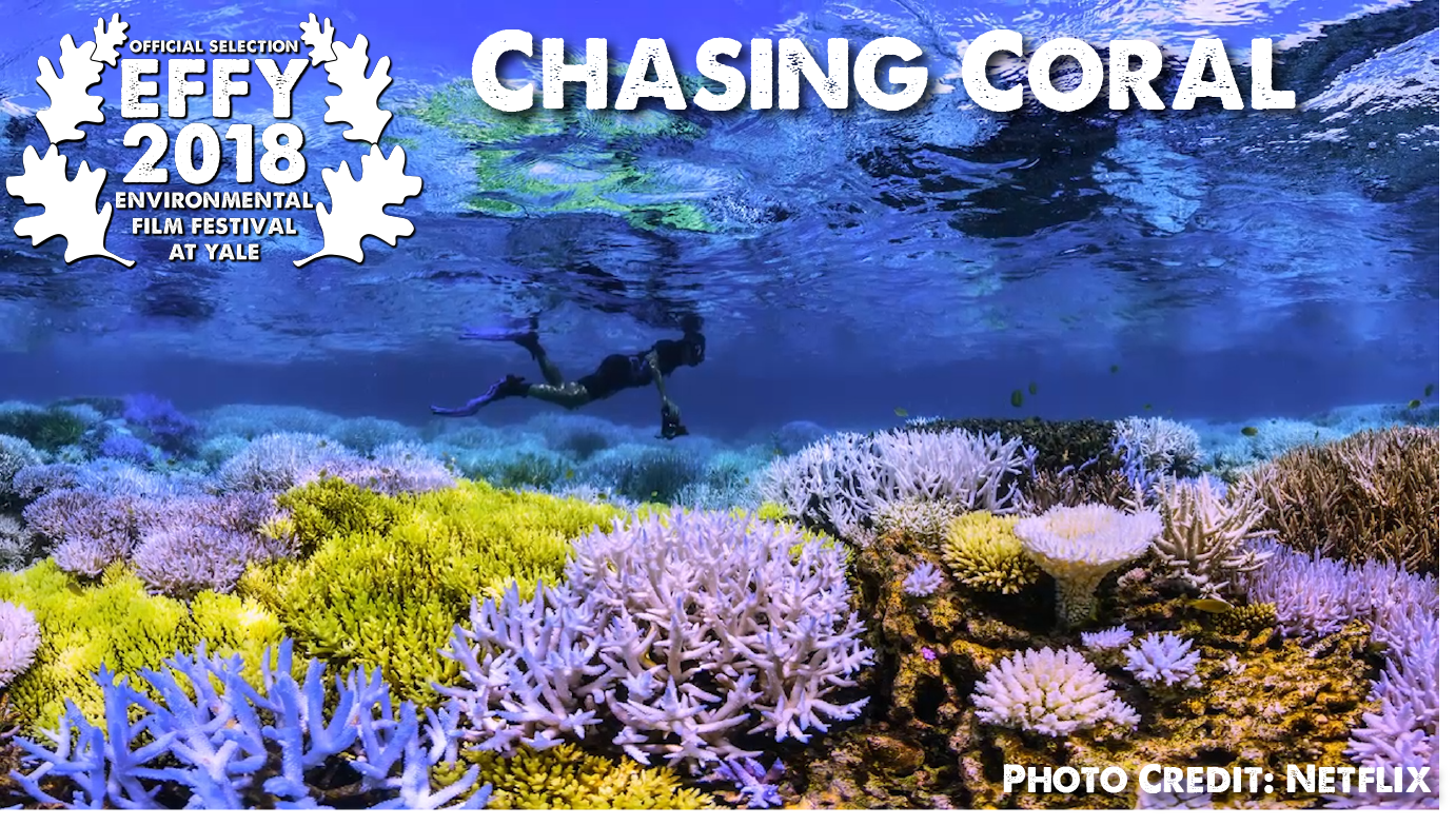 Chasing Coral Selection.png