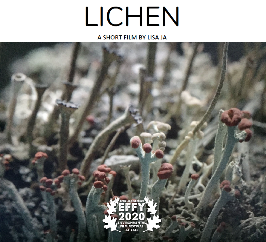 Lichen.png