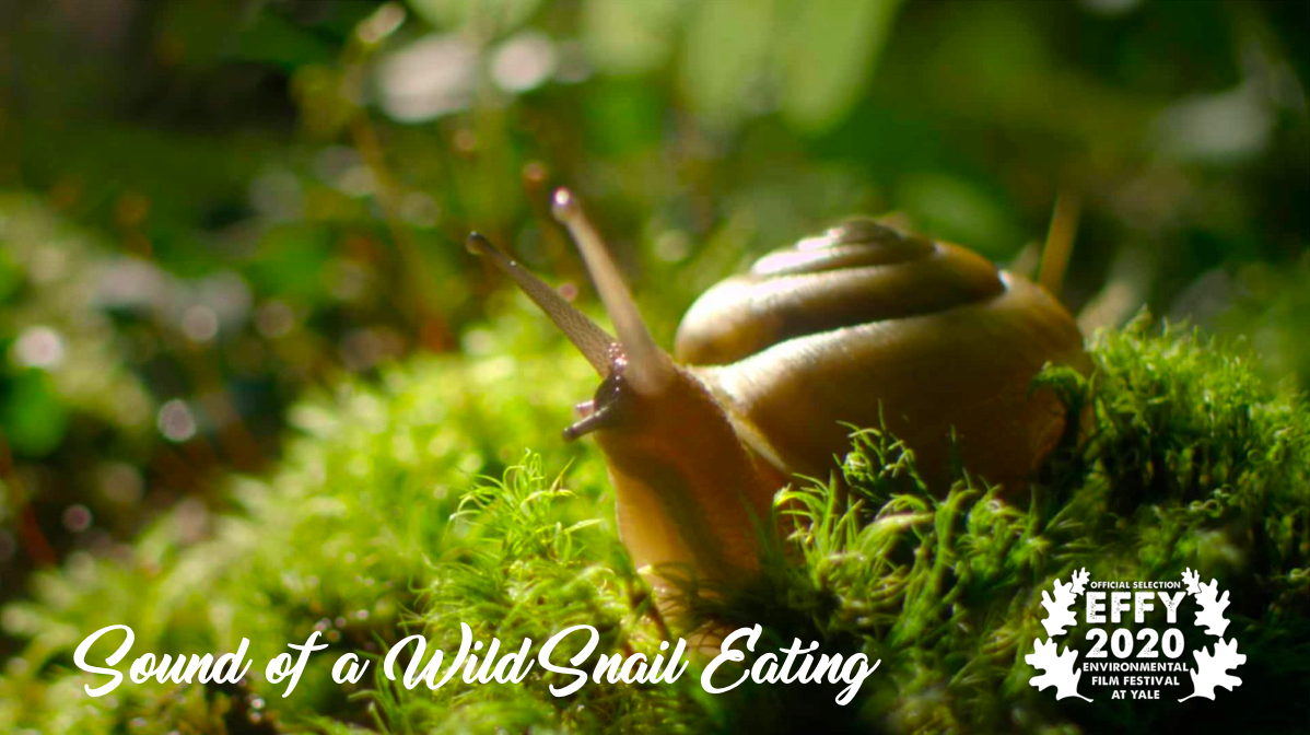 Sound of a Wild Snail Eating.png