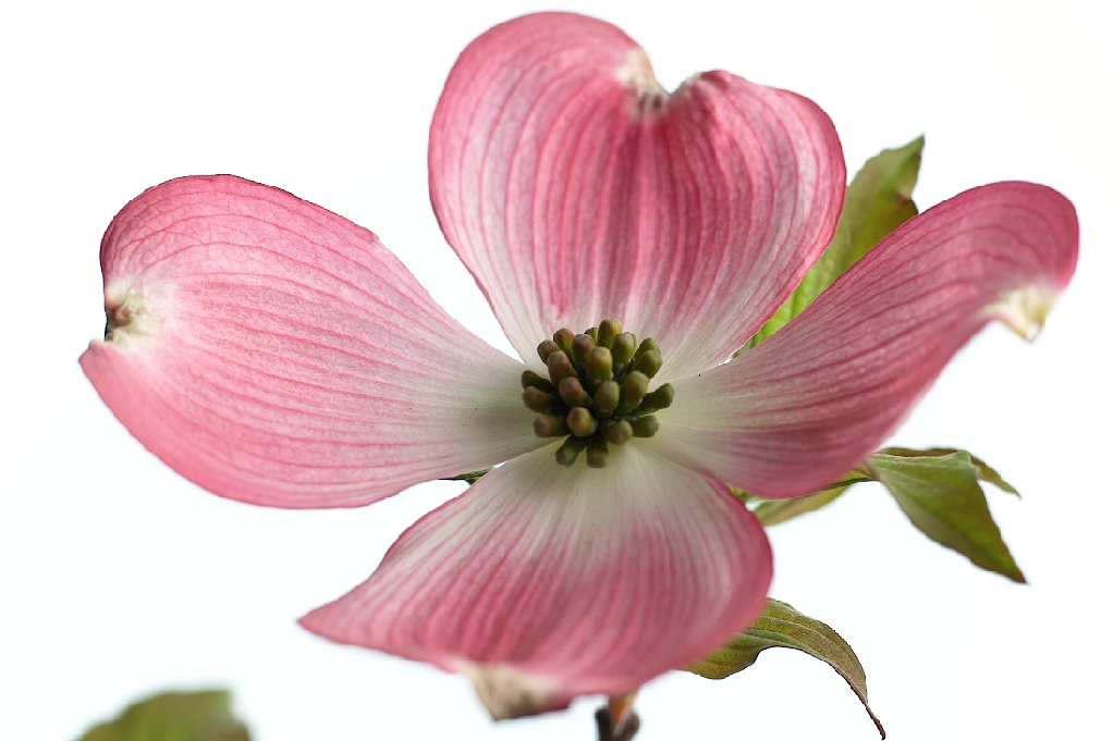 Dogwood Pink Single Bloom