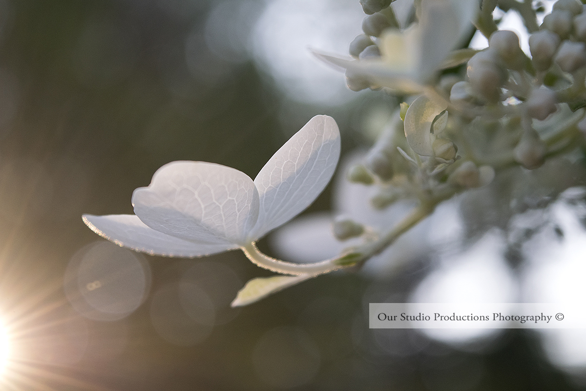 White Hydrangea Bloom Stock Photo