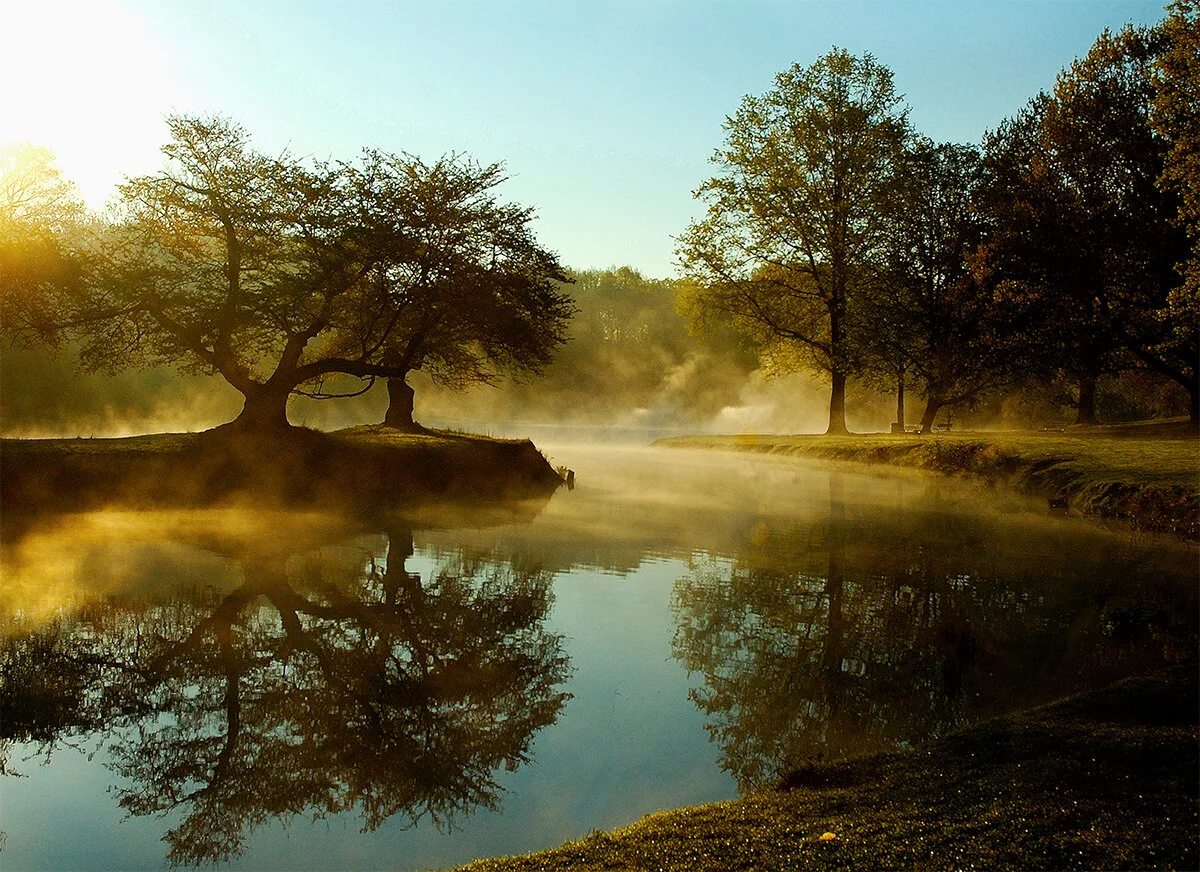 Trees in the mist.jpg