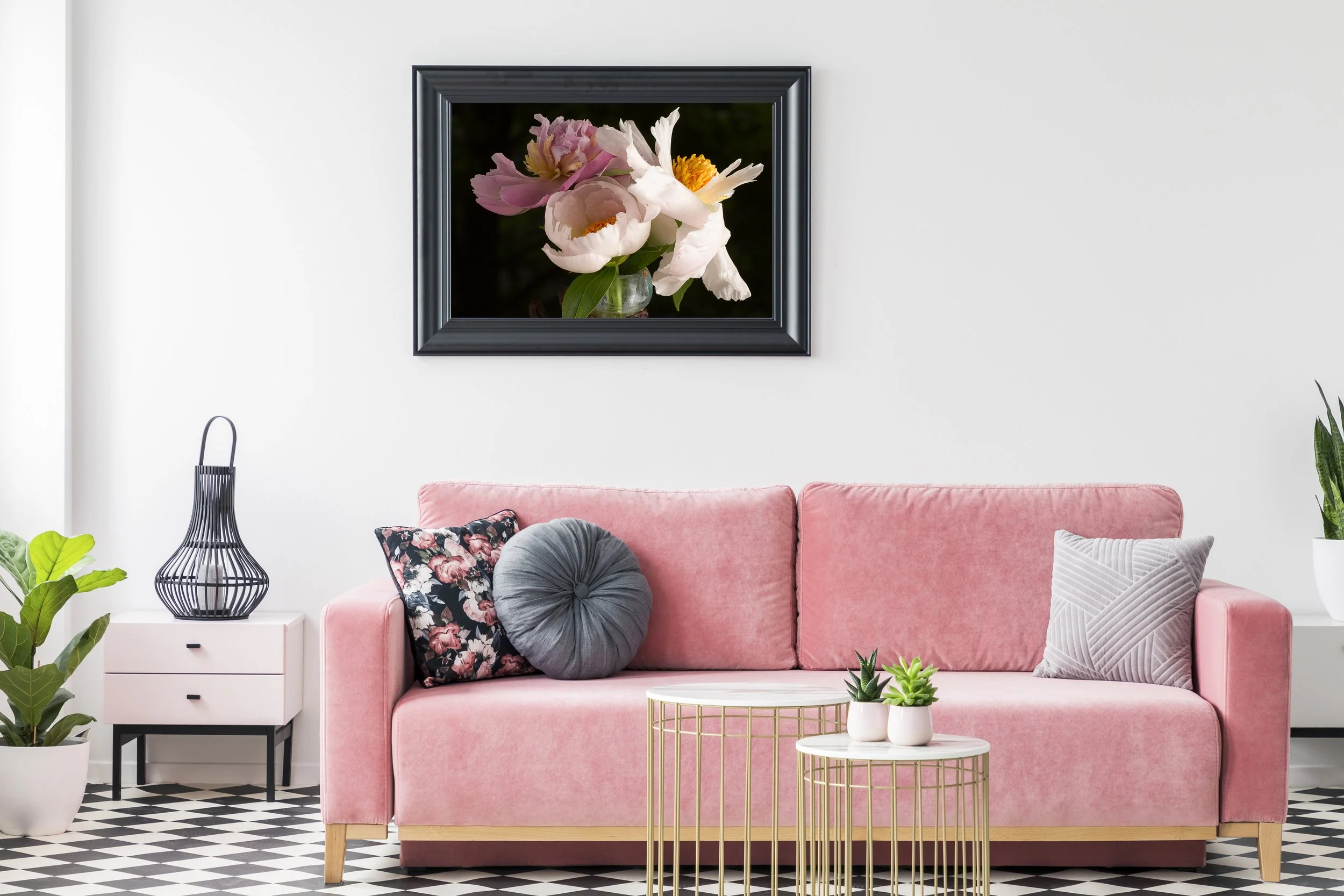 Beautiful peonies photographed against a black background.