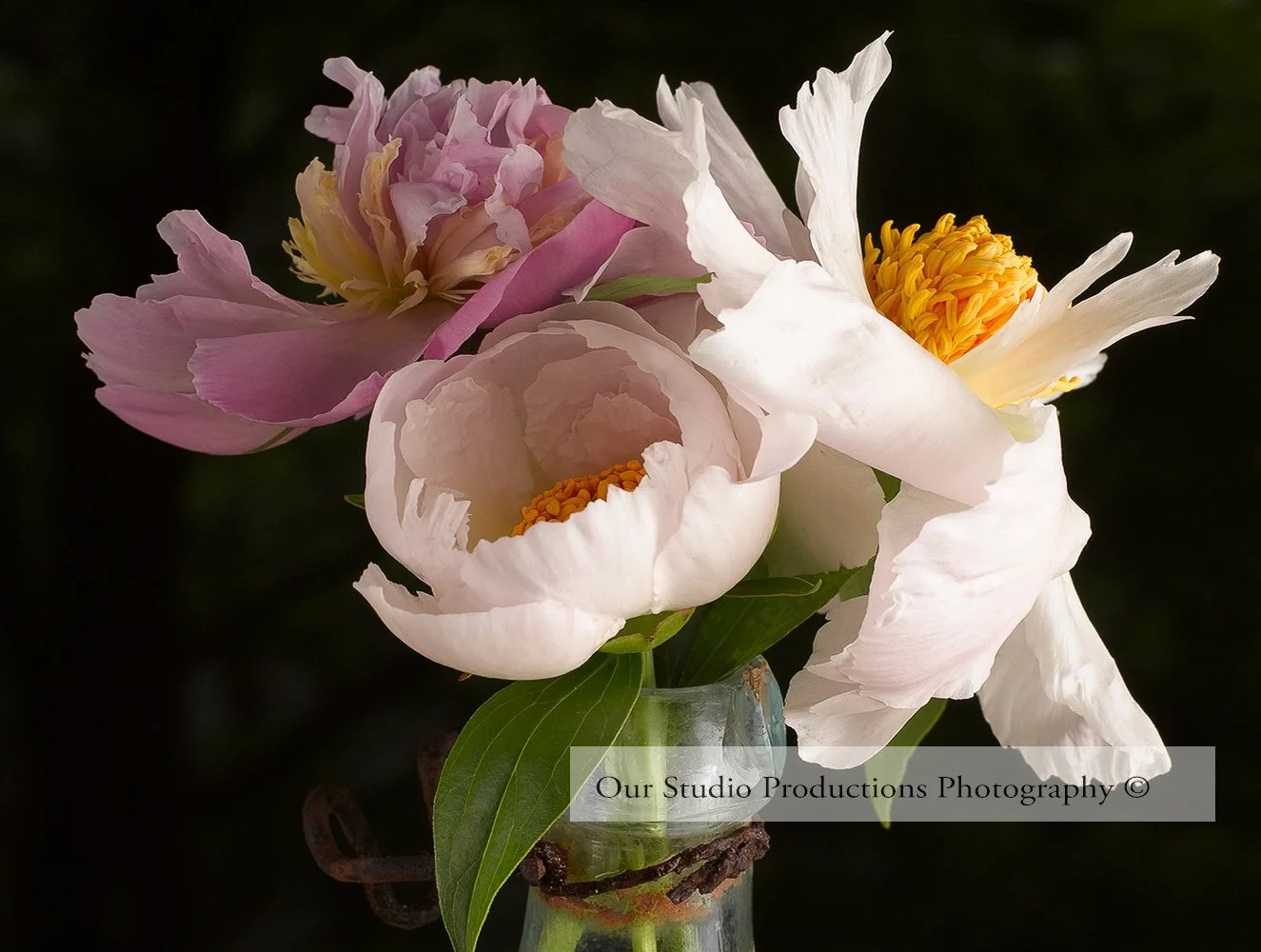 Flower Stock Images OSP