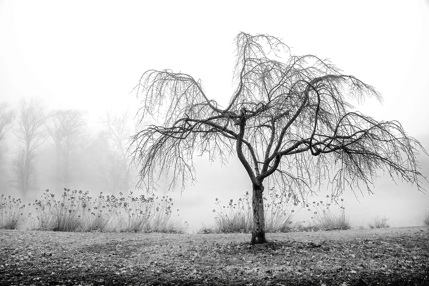 21. Foggy Day