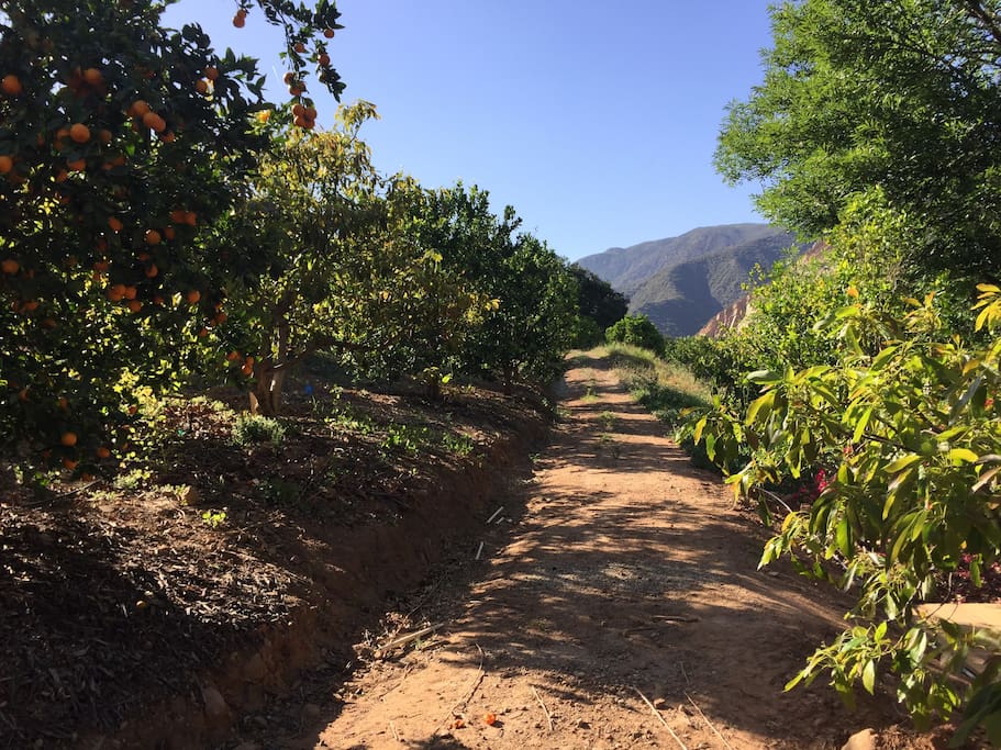 ojai orchard path.jpg