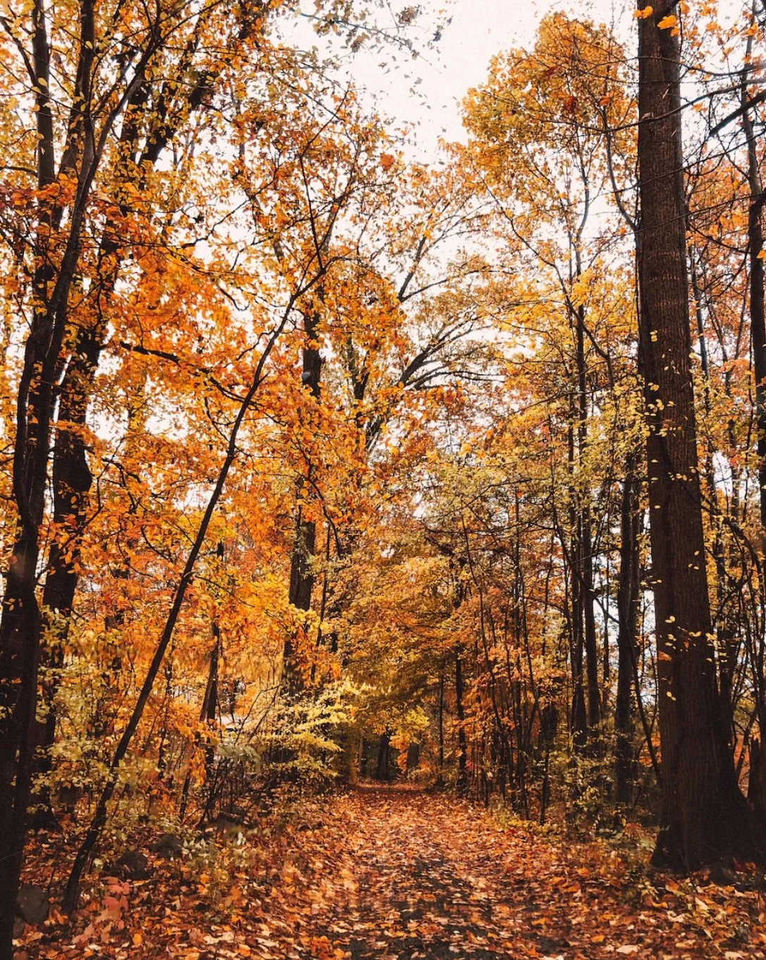 Embracing the Energy of Autumn