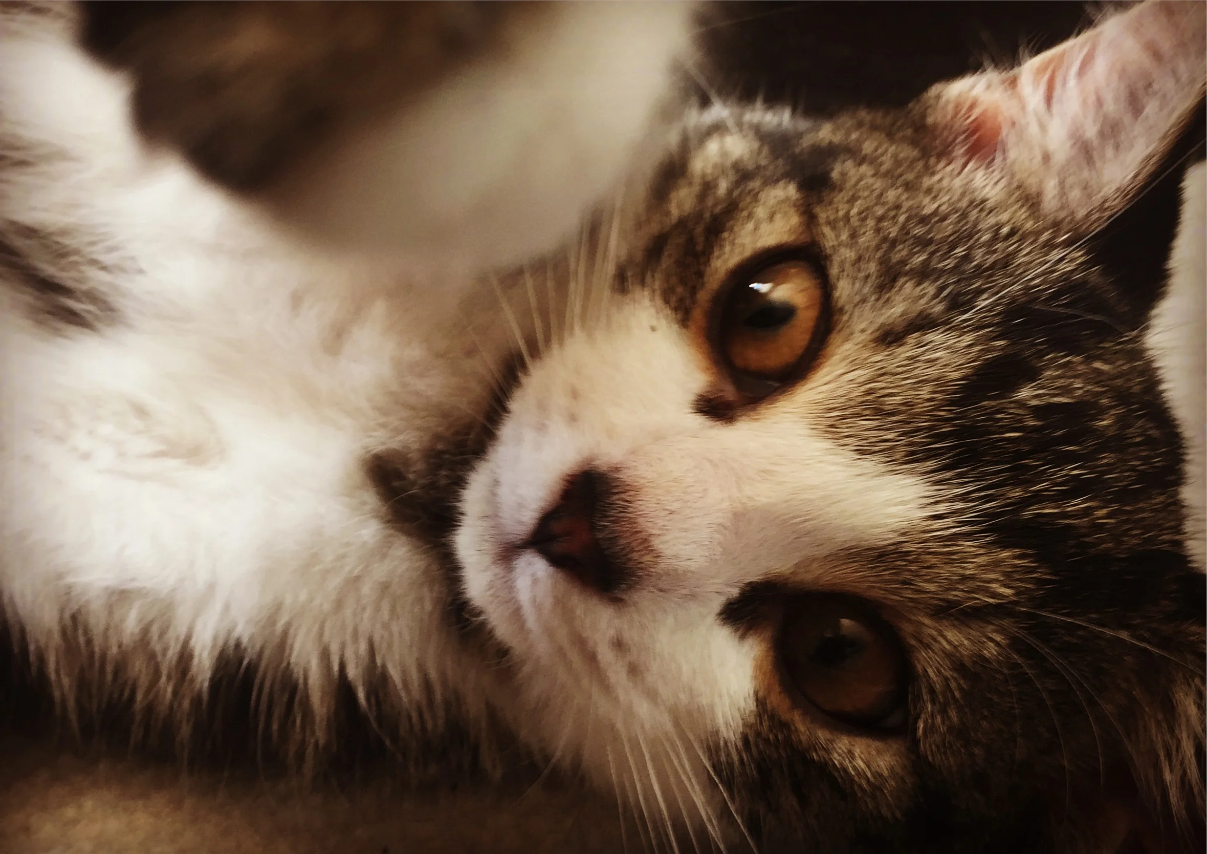 The Knights Foundation 