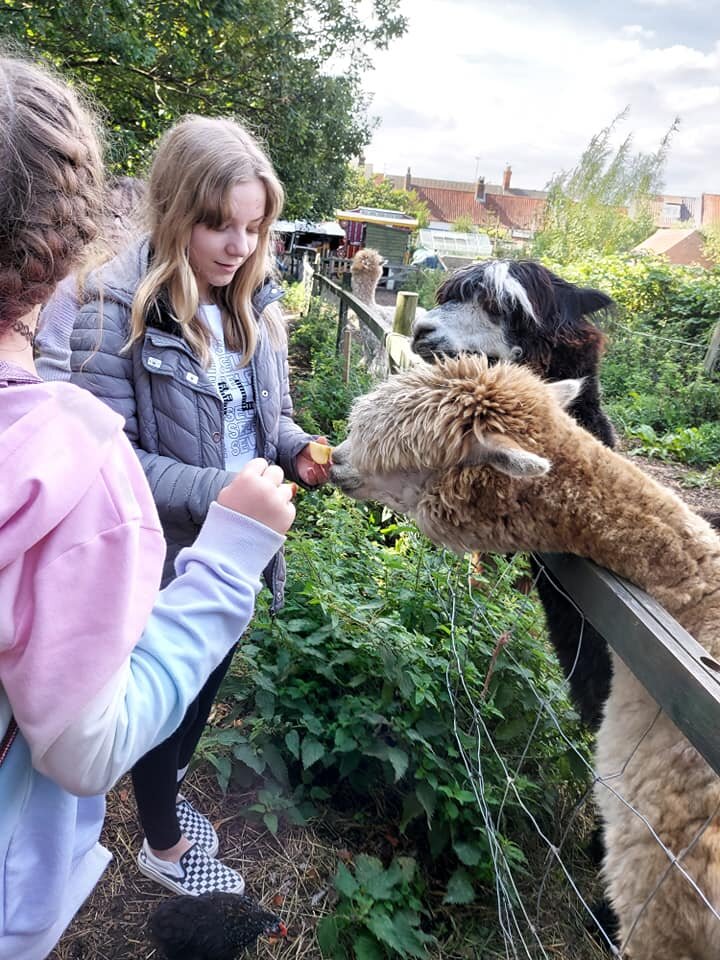 feeding alpacas.jpg