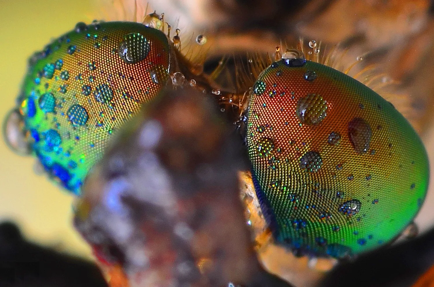 Insect Eyes Close Up