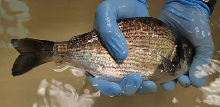 The new version of Marine Skin shown attached to a sea bream. Credit: © 2019 KAUST