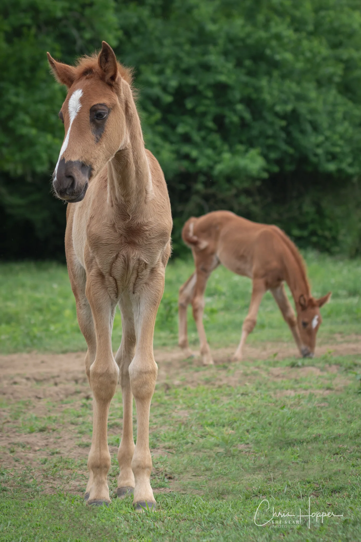 She's a Master Sky & Foal 2018-052818-2.jpg