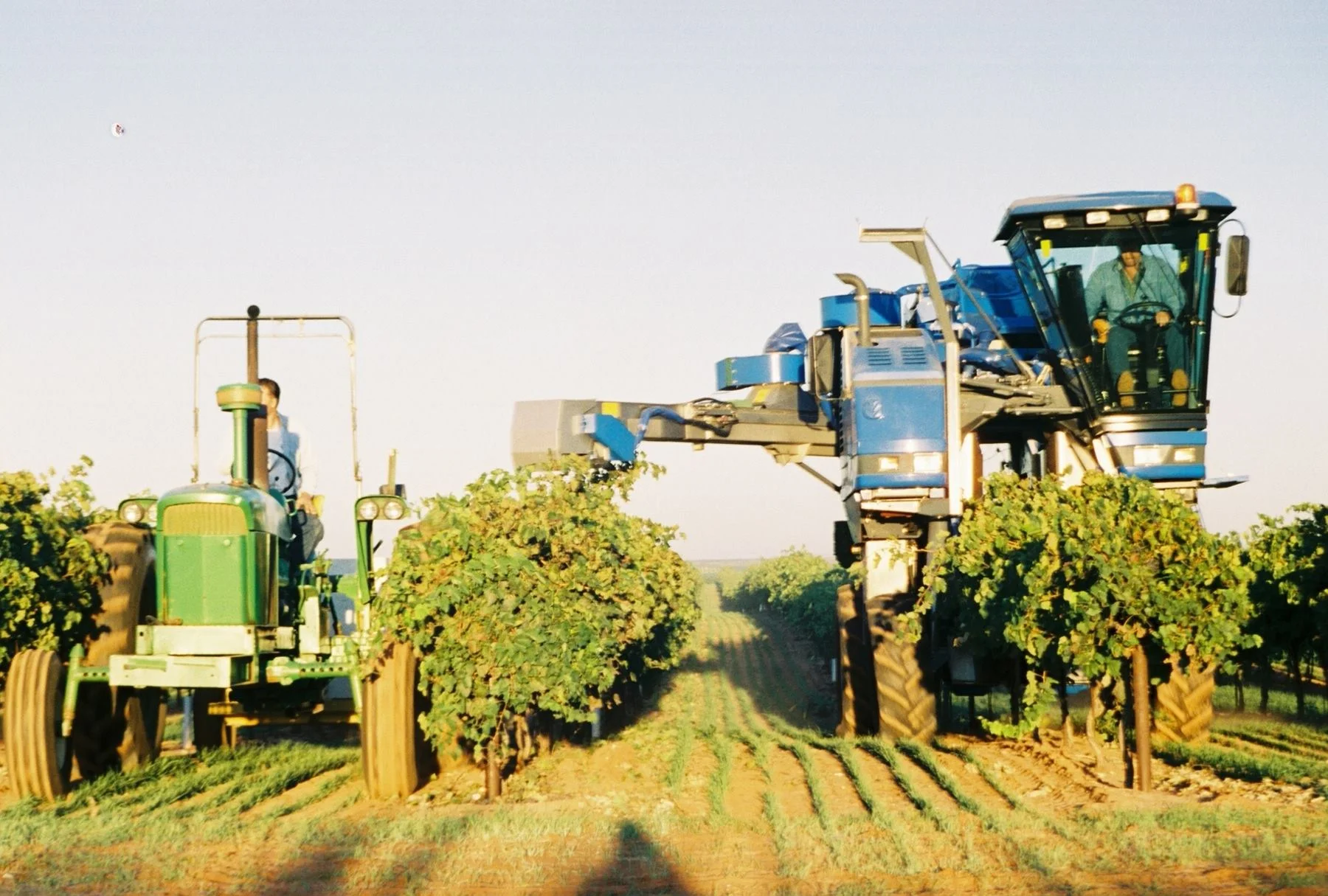 Newsin Vineyards machine harvesting.jpg