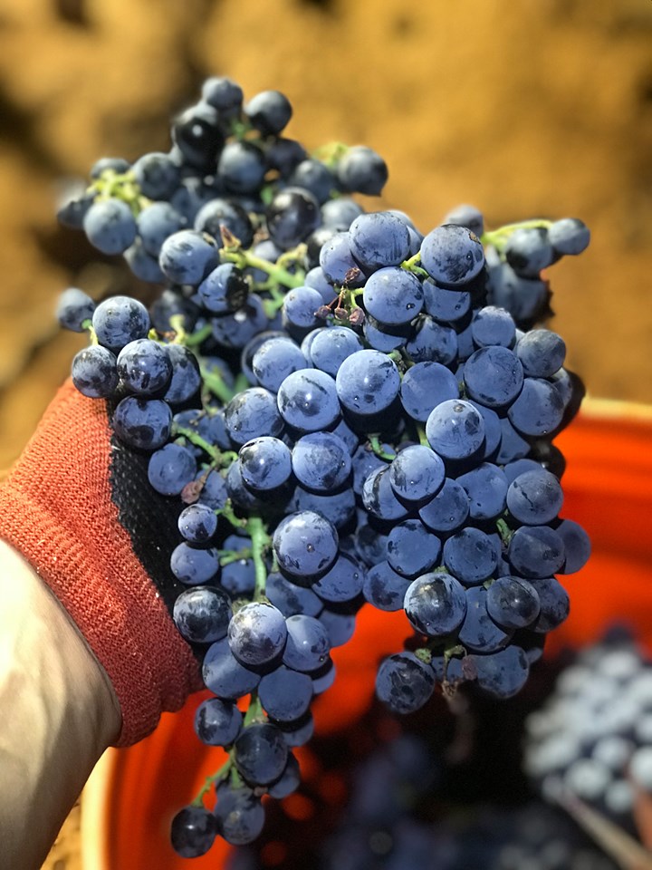 La Pradera Carignan 2019 cluster.jpg