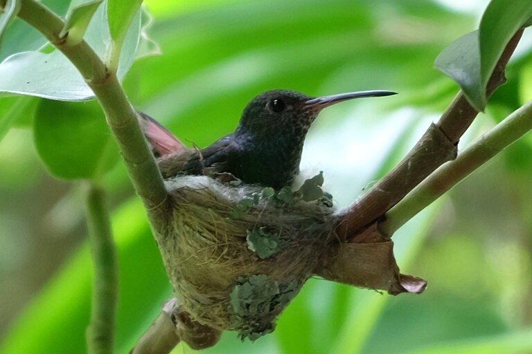kolibri.jpeg