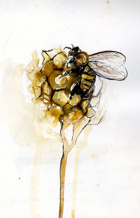 Bees and Honeycomb, Amanda Carlson