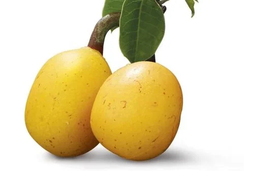 Marula.jpg