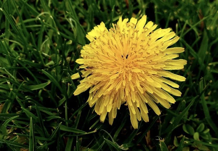 Dandelion Flower