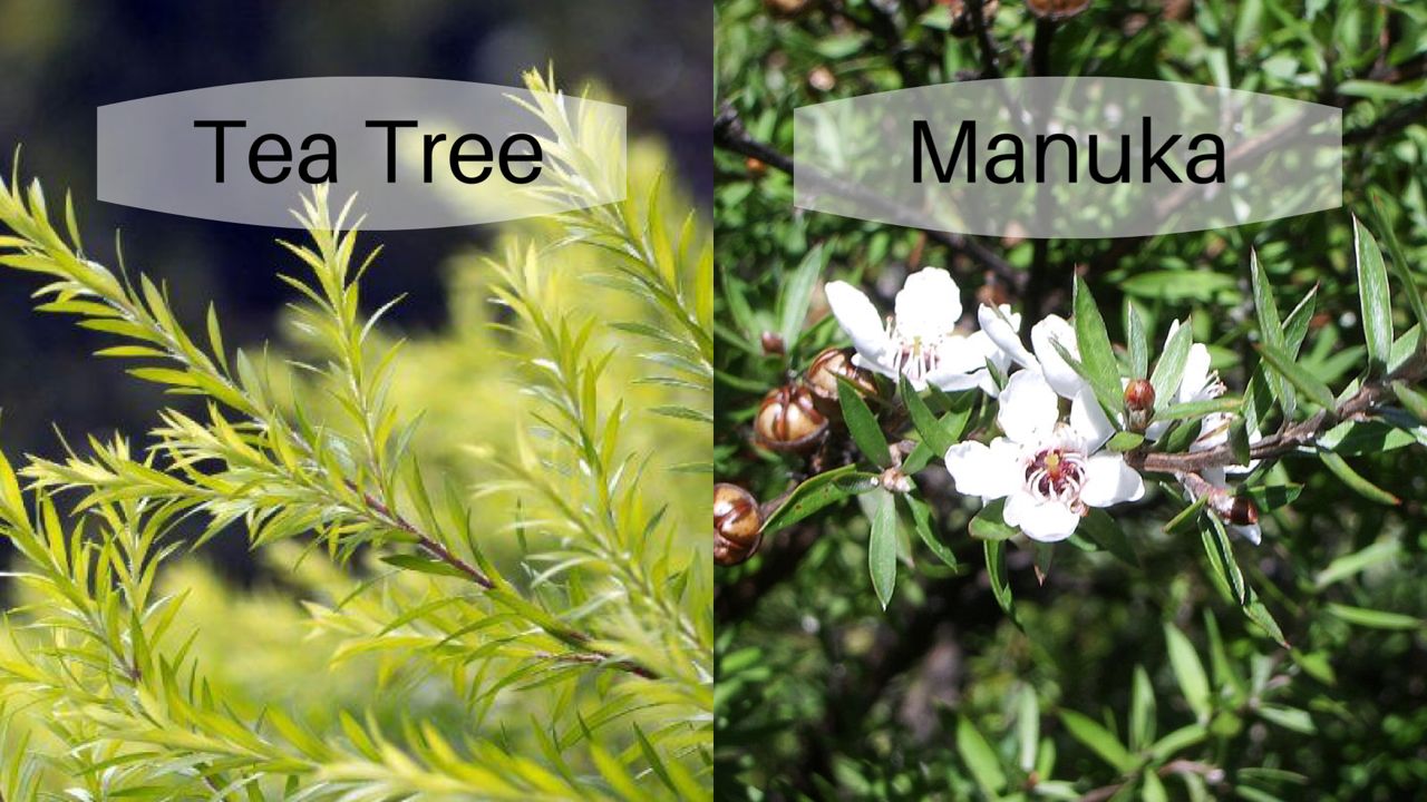 Tea Tree vs. Manuka