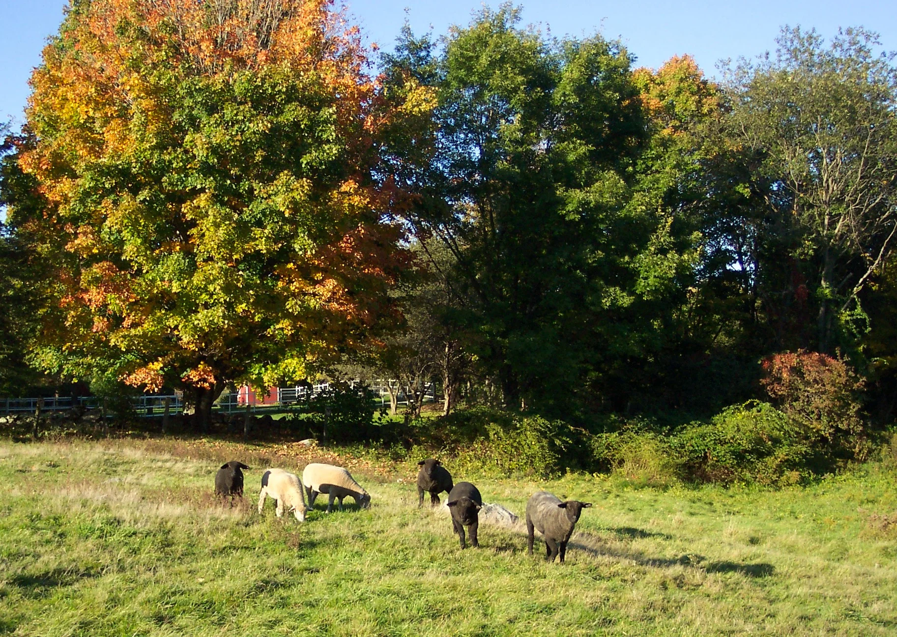 Sepe Farm rack card picture.JPG