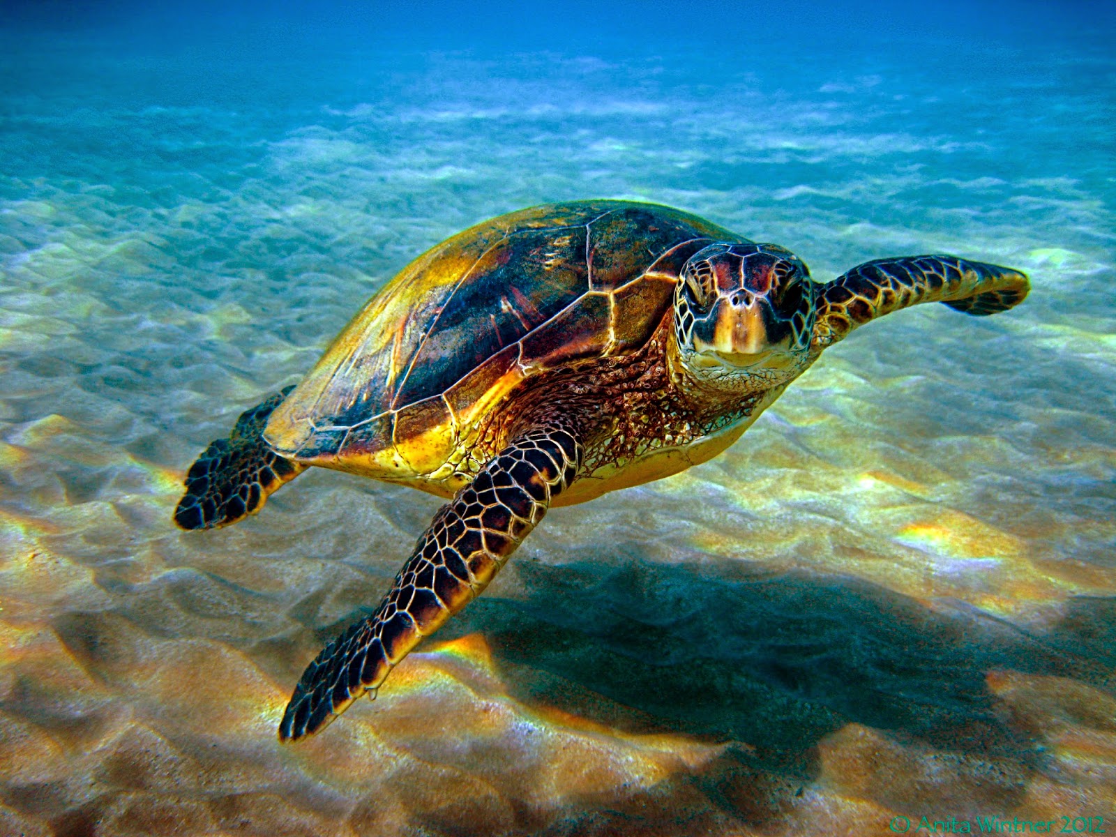 Hawksbill-Sea-Turtle-Images.jpg