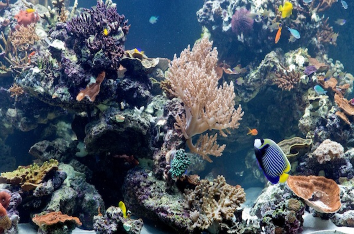 nhm_coral_reef_aquarium.jpg