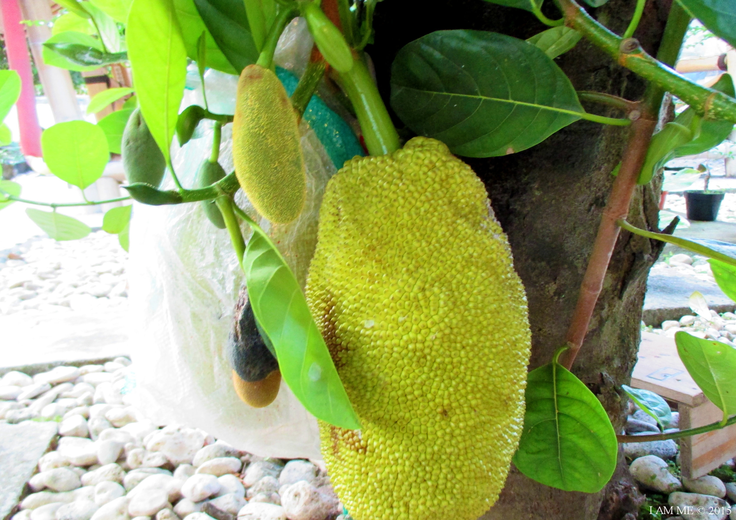 The Jack Fruit