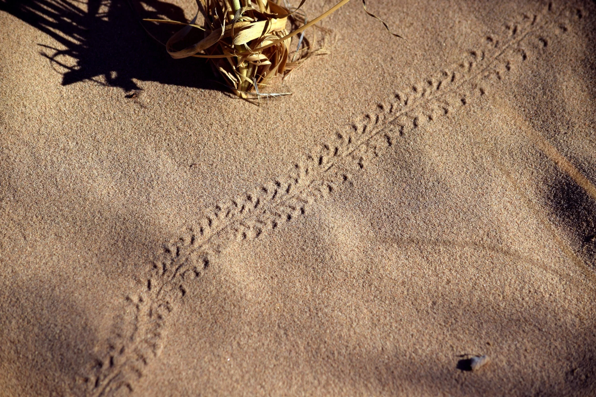 DuneBugs