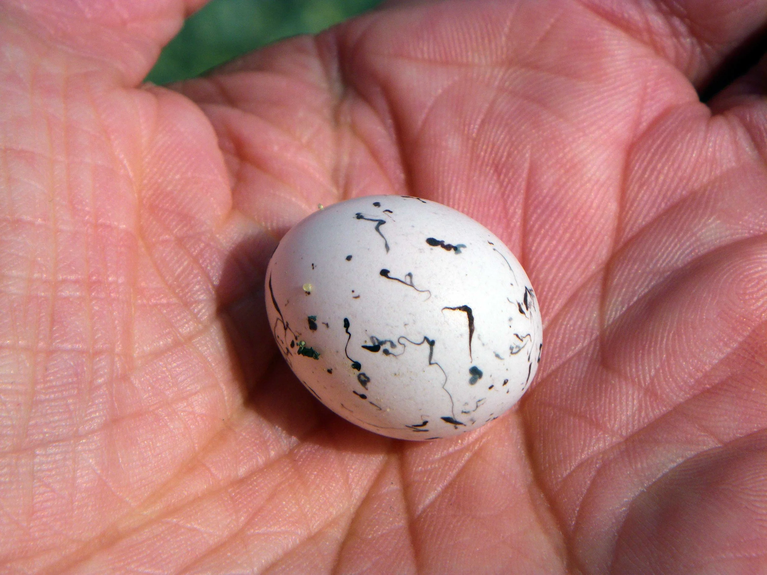 egg