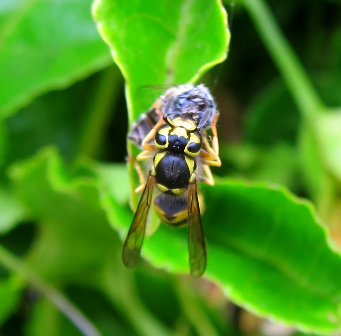 Backyard Bug