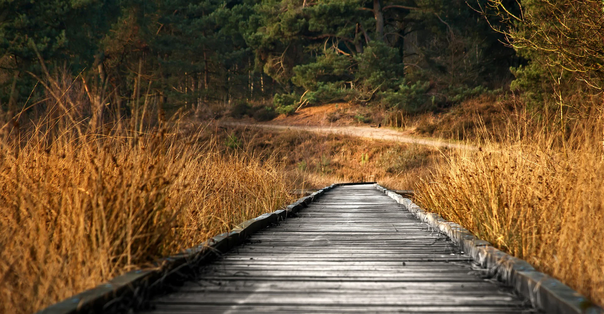 Path2-BG.jpg
