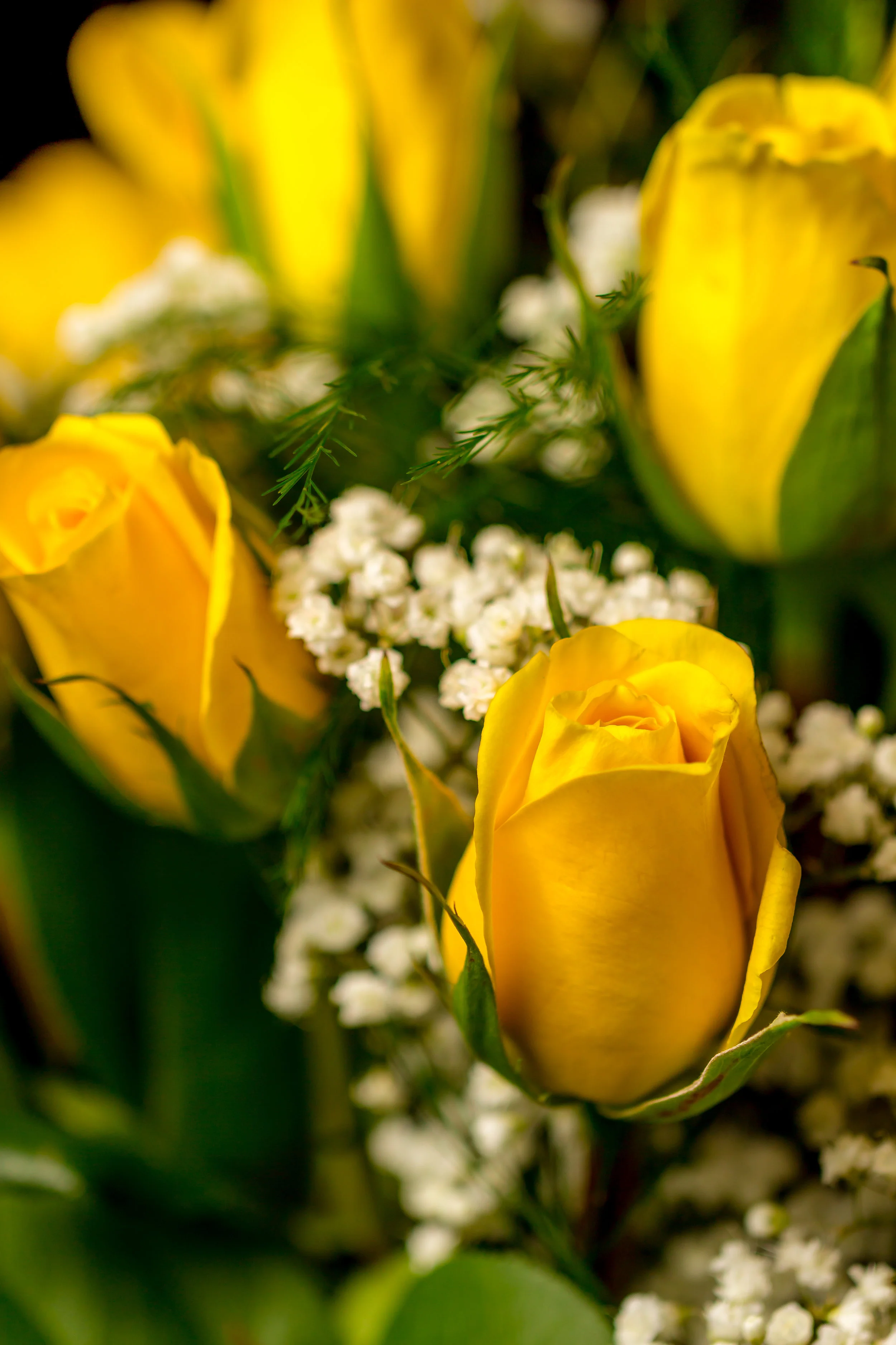 Yellow Rose.jpg