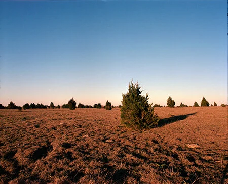 RPalacio_Landscape4.jpg