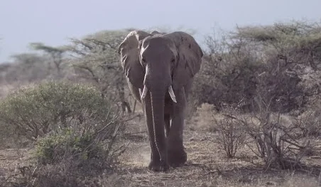 Progress Report: Elephants Action Network