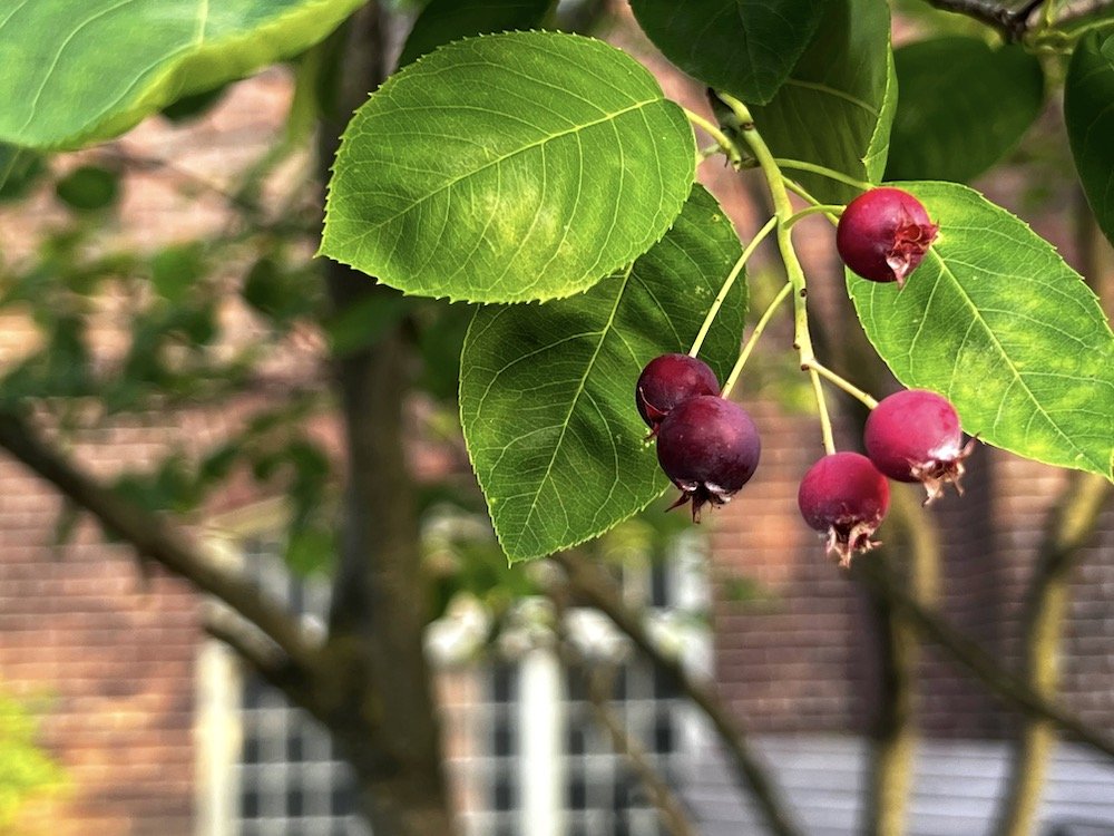 for web serviceberry.JPG