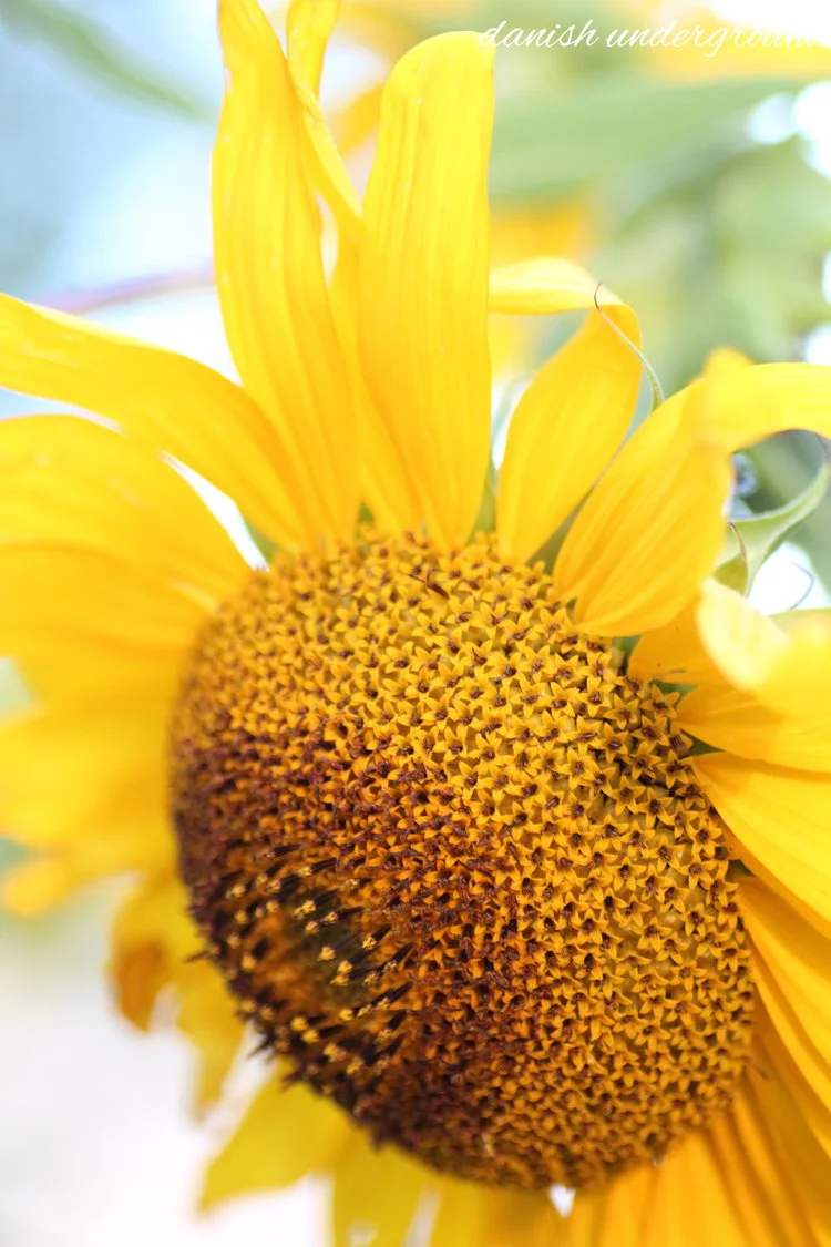 Sunflower days