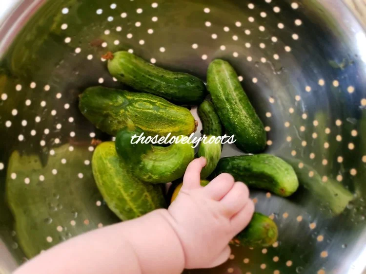 Naturally-fermented pickles