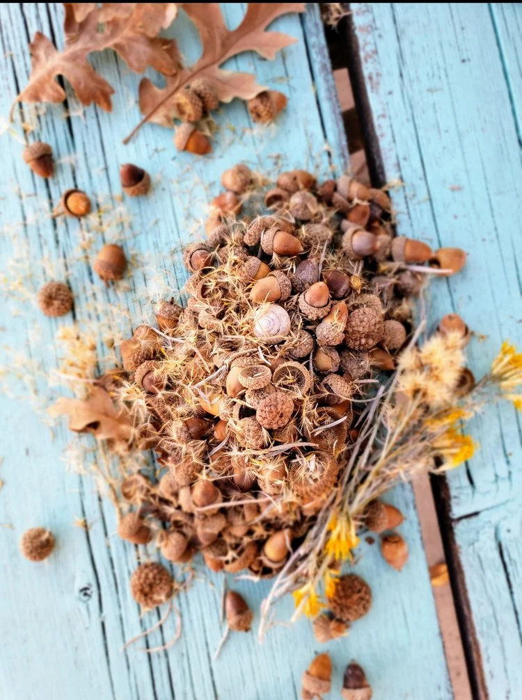 acorn hike