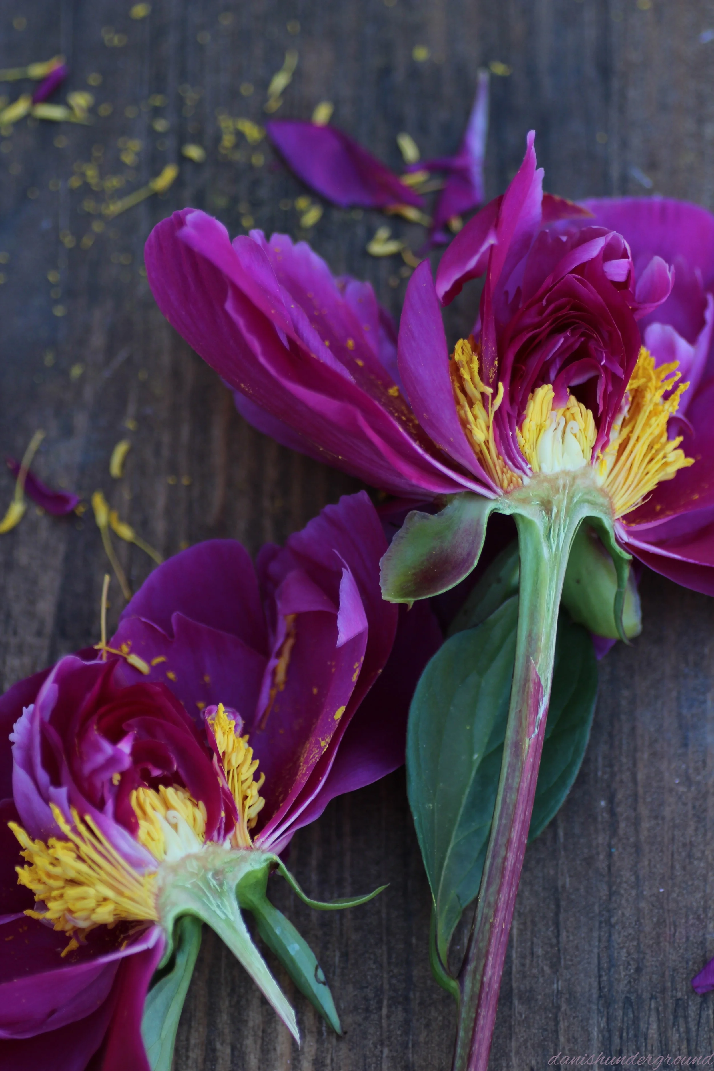 Anatomy of a peony — those lovely roots