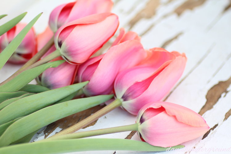 April flowers...
