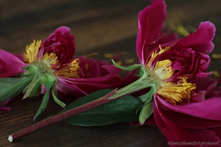 Anatomy of a peony
